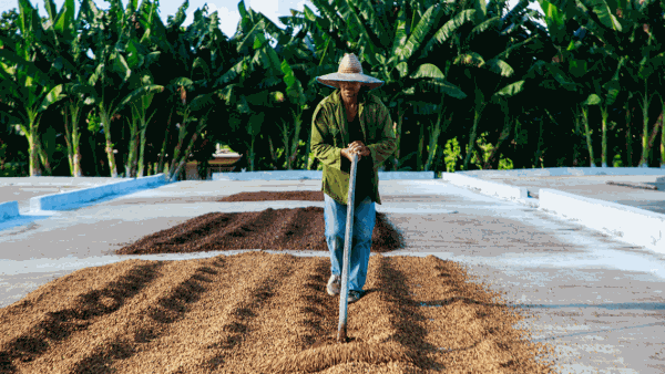 Inside the Lavazza project rebuilding Cuba’s coffee industry – World Coffee Portal