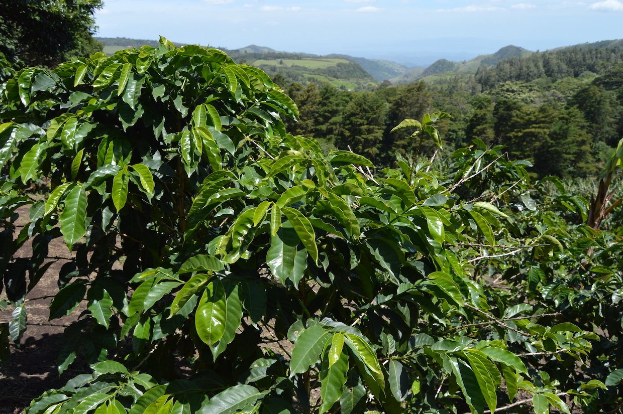 Costa Rica Coffee Report: Production Near Record Lows – Daily Coffee News