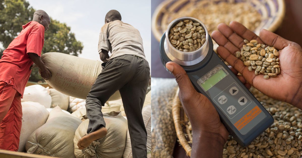 How can technology support the future of coffee production? – Perfect Daily Grind