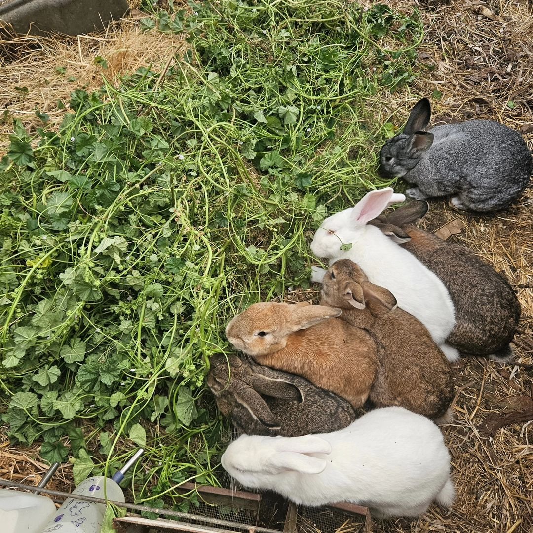 O’Neill: Living soil produces health – The Mendocino Voice O’Neill: Living soil produces health – The Mendocino Voice