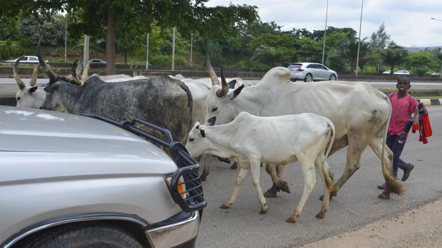 Cows obstruct Nigeria's capital as climate change and development leave herders with nowhere to go – The Associated Press