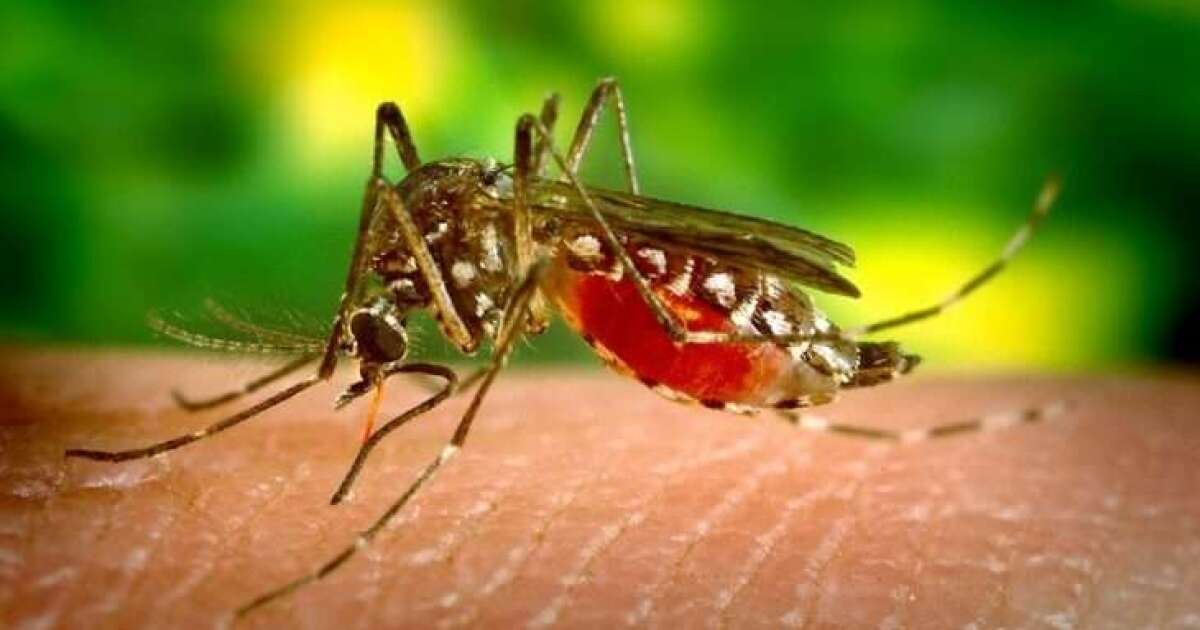 Florida’s influx of travel-related dengue soars beyond 2024 estimates – Health News Florida