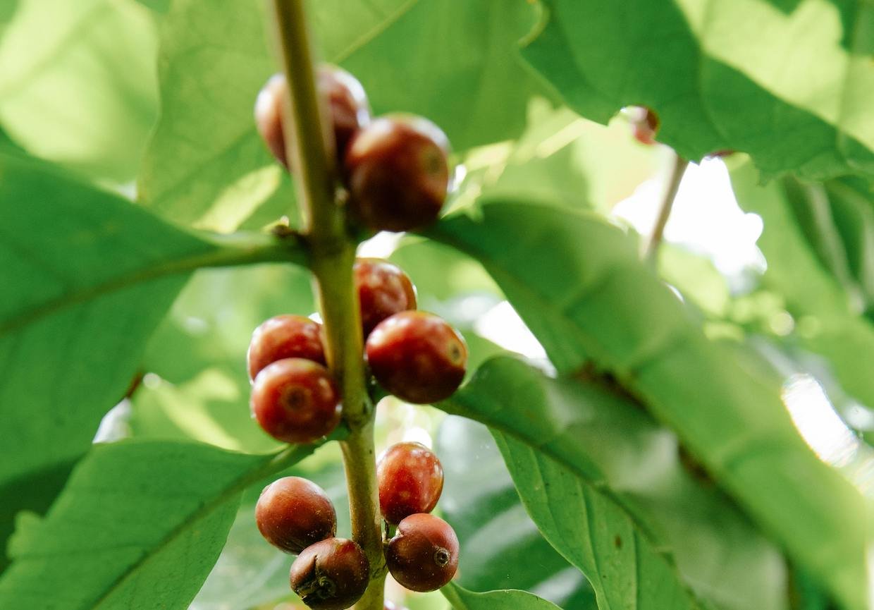 Scientific Review Calls for Standardization in Coffee Life Cycle Assessments – Daily Coffee News