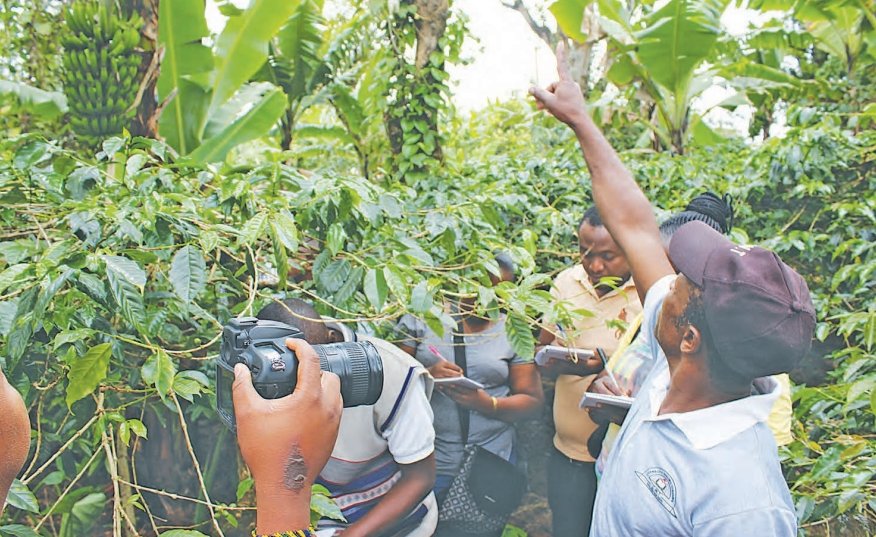 Tanzania coffee market balloons to 620bn/- – Daily News