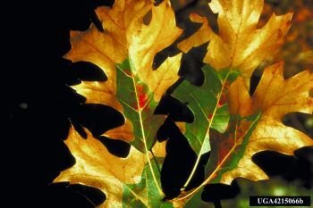 After the storm: DNR recommends prioritizing forest health in tree management – thealpenanews.com