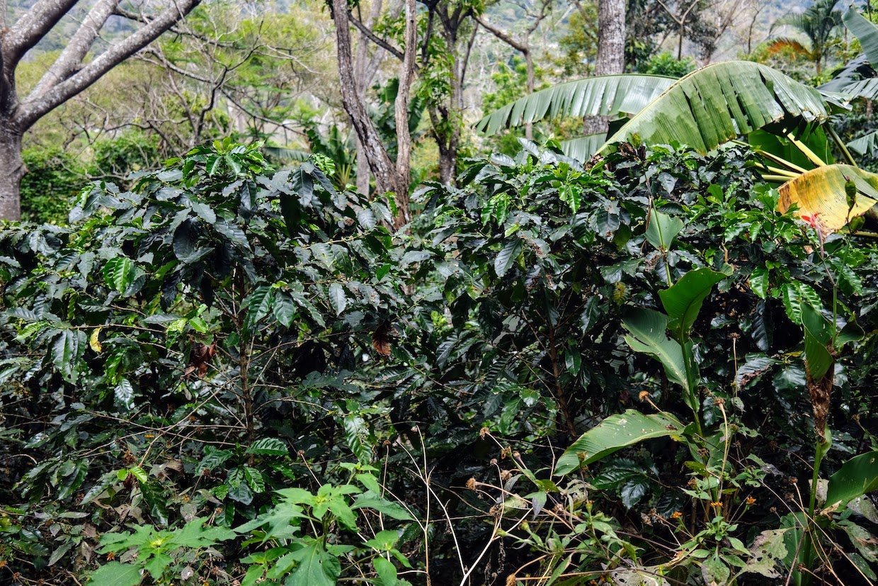 TechnoServe Builds a Case for Regenerative Agriculture Investments in Coffee – Daily Coffee News by Roast Magazine