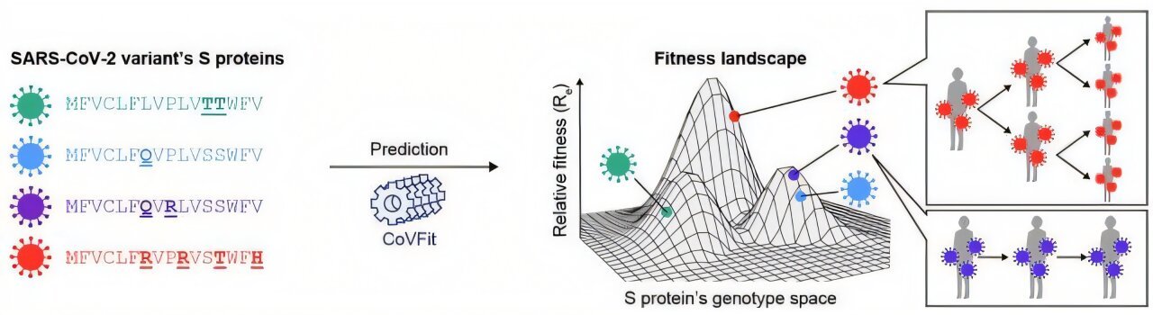 AI-powered framework can predict the evolutionary fitness of SARS-CoV-2 variants – Medical Xpress