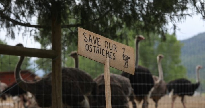 B.C. ostrich farm wins stay of cull in federal appeal court, pending review – Global News B.C. ostrich farm wins stay of cull in federal appeal court, pending review – Global News