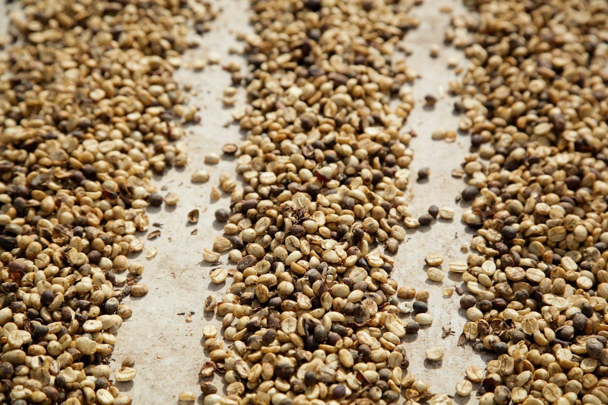 Weekly Coffee News: Labor Allegations + New Ethiopian Coffee Auction – Daily Coffee News by Roast Magazine