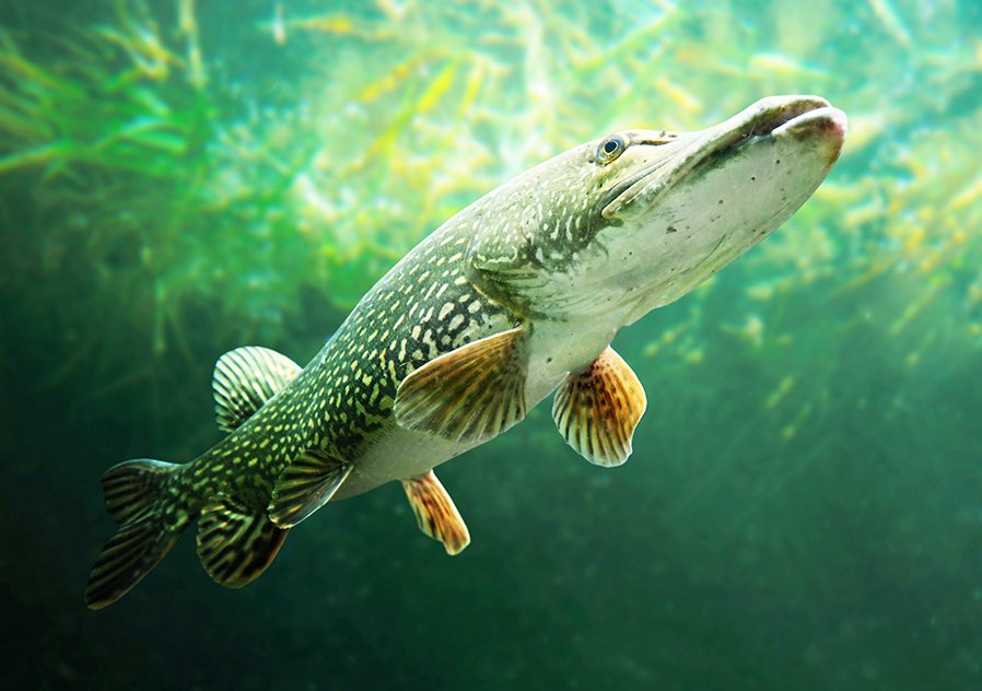 MN Daily Update: Good news for anglers heading to Canada – Outdoor News MN Daily Update: Good news for anglers heading to Canada – Outdoor News