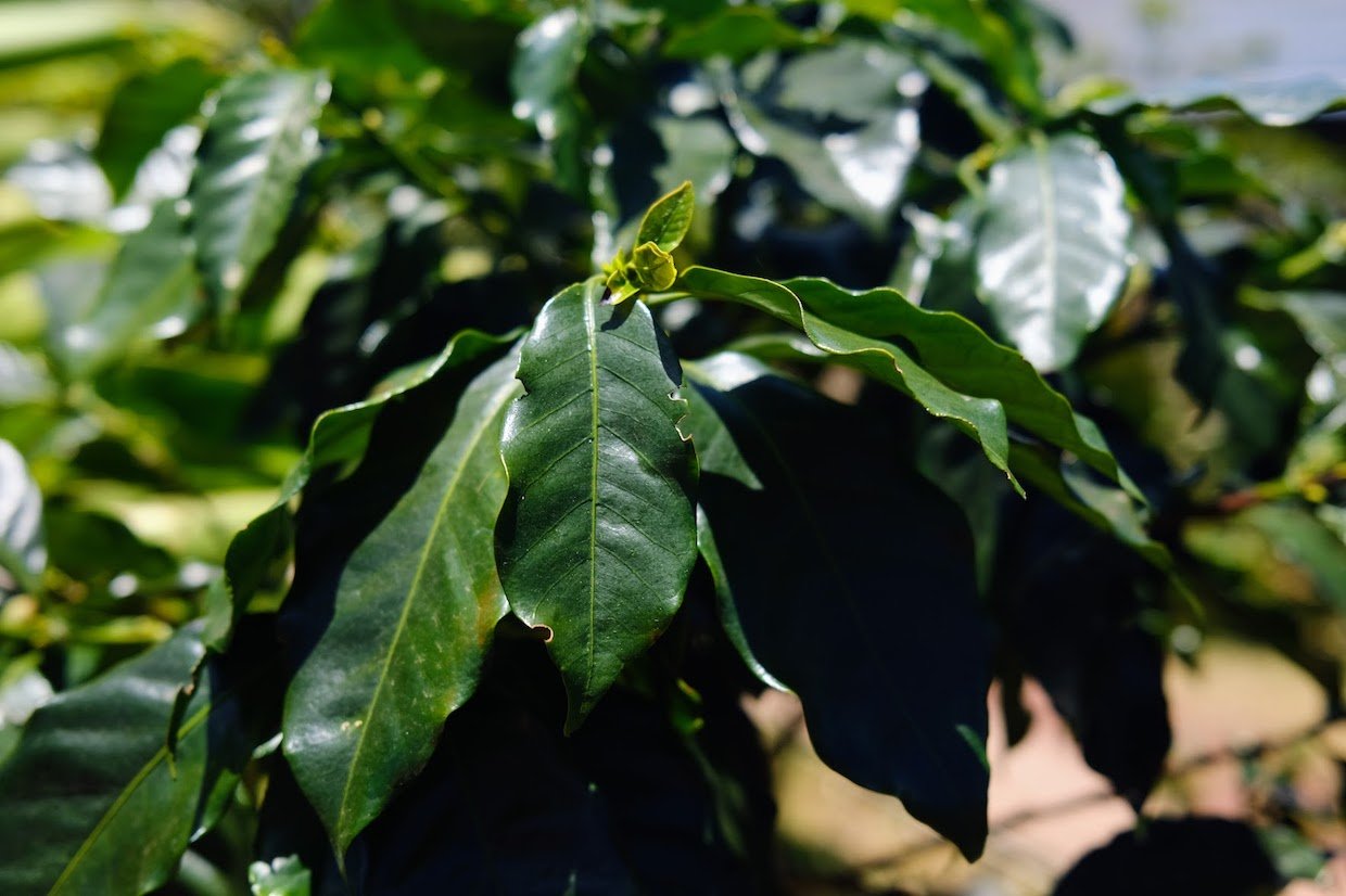 Weekly Coffee News: Renowned Producer Pauses Operations + Tariff Exemption Petition – Daily Coffee News by Roast Magazine