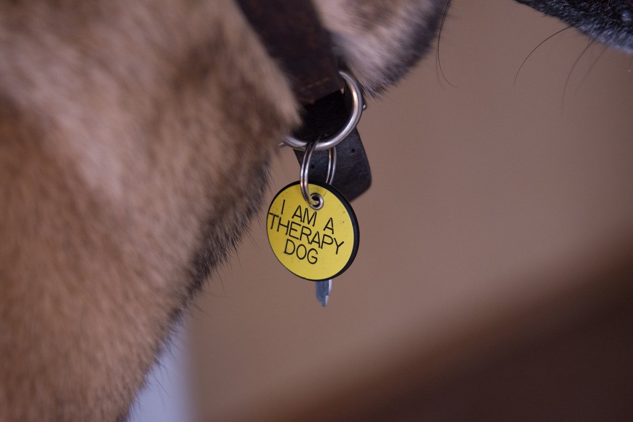 Emotional Support Animals: A Legal Perspective for Future Advocates – Lawyer Monthly Emotional Support Animals: A Legal Perspective for Future Advocates – Lawyer Monthly